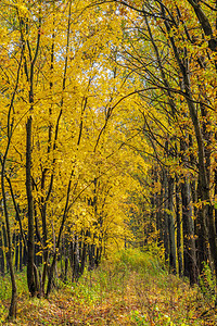 秋天的枫林和落叶的风景图片