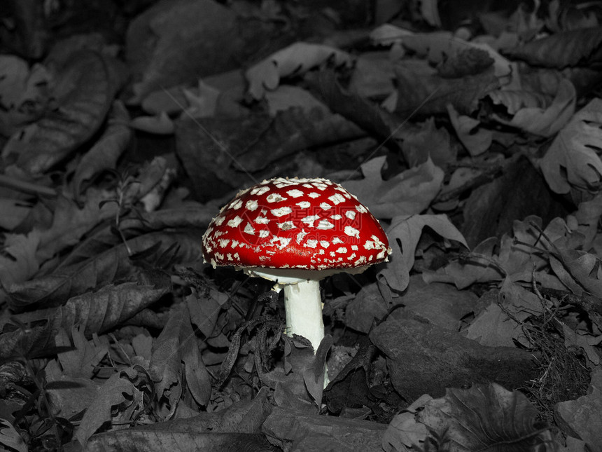 秋天的红毒蘑菇图片