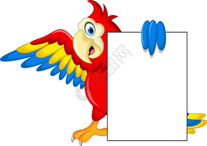 Macaw鸟用空白图片