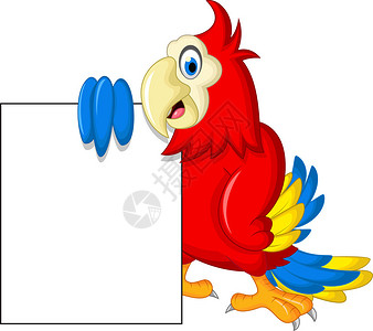 Macaw鸟持空白卡图片