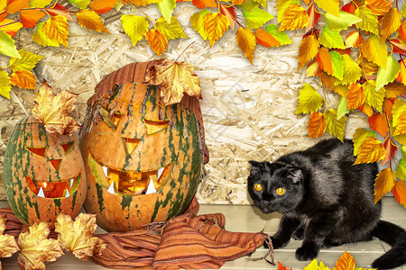 卡万圣节黑猫和橙色南瓜图片