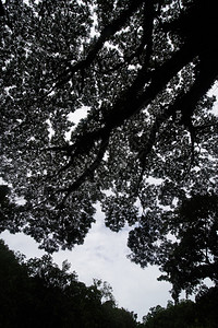 绿林前枝长生大樟树图片