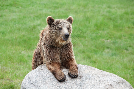 自然中的棕熊高清图片