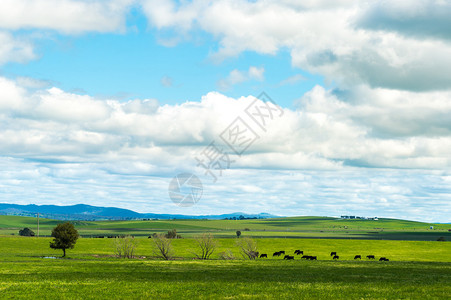 澳大利亚乡村的奶牛场图片