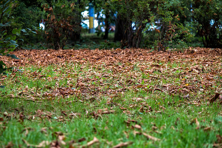 美丽的秋天公园里落下的黄叶图片
