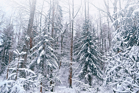 寒冷冬季风景中的森林图片
