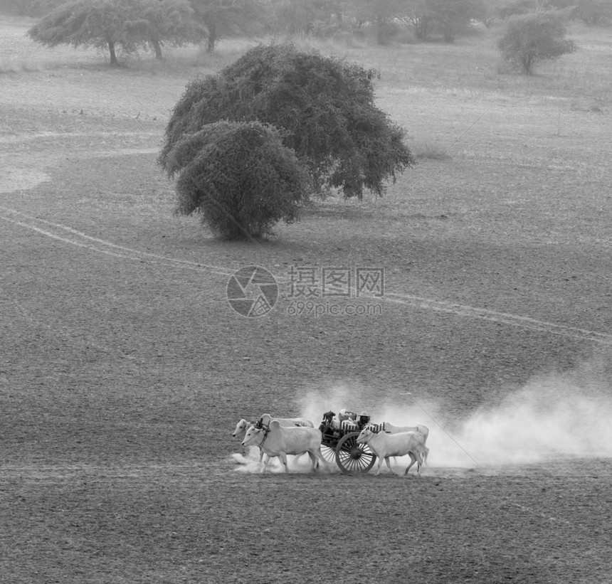 越南美奈区公牛驾驭的手推车图片