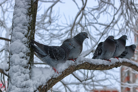 冬鸽坐在雪树上图片