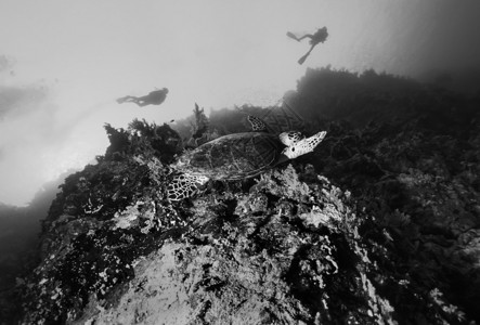 SUDAN红海美国照片海龟Carettacarettta图片