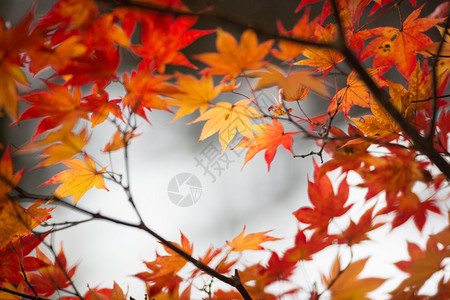 日本的秋叶背景图片