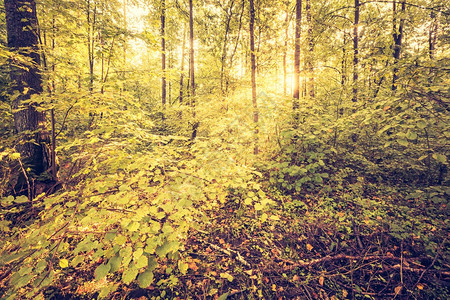 美丽的初秋欧洲森林景观的老式照片阳光照图片