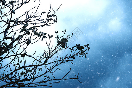 冬天的树枝剪影图片