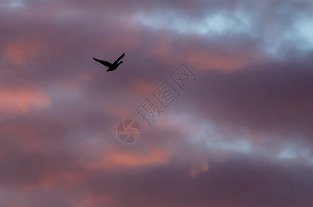 孤雁在美丽的夕阳天空中飞翔图片
