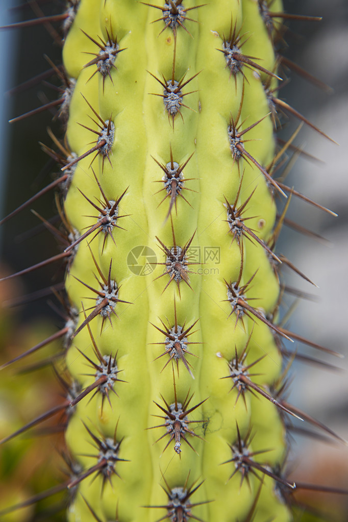 仙人掌植物细节特写图片