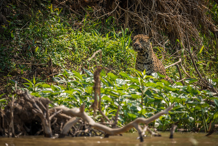 Jaguar半身被河岸增图片