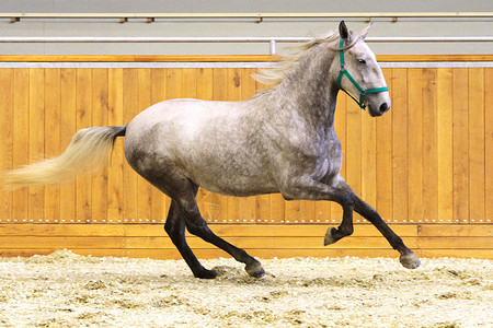 灰色的lipizzan马在骑马厅奔跑图片