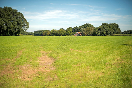 温特斯荷兰夏季风景与农场背景