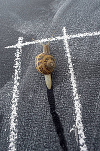 一只缓慢的蜗牛小心图片