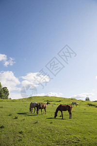 夏天北海道的马图片