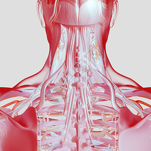 人类颈部和脊椎解剖模图片