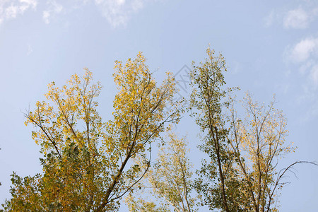 秋树顶的秋树与阳光晴图片