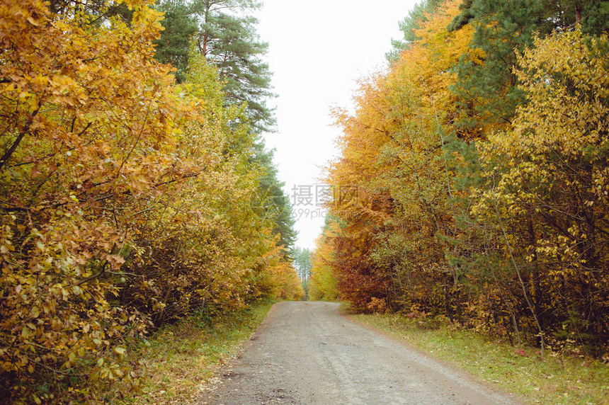 秋天的黄叶森林图片