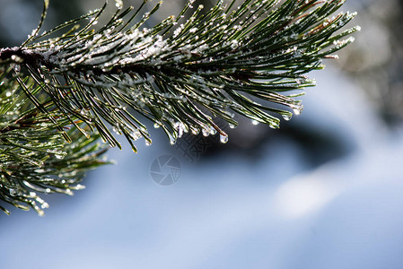 在白雪皑的冬季森林里图片