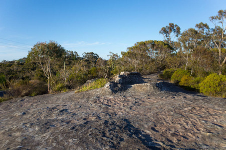 背景中厚的露天森林澳大利亚蓝山BlueCol图片