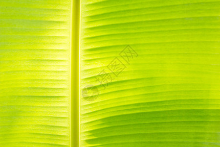 关闭绿色香蕉叶背景图片