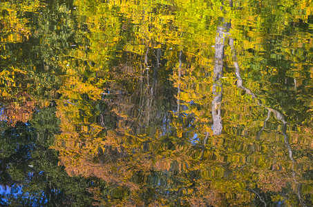 水中的树木倒影水面上的秋叶和树木的倒背景图片