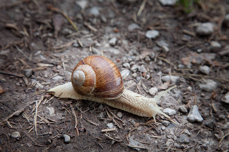 森林里的蜗牛在地上移动图片