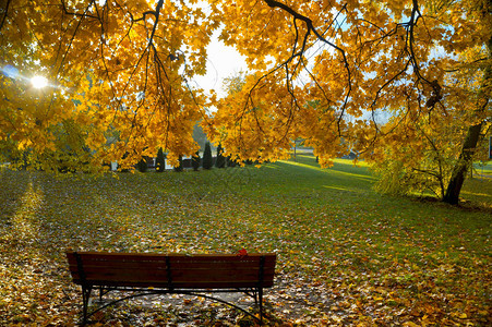 秋天树上的黄叶和红叶秋天在秋天图片
