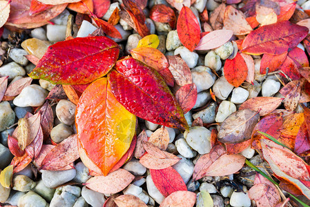红色橙色和黄色的秋叶背景灰色鹅卵石图片