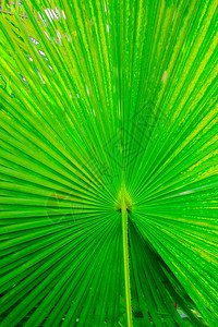 绿色棕榈叶的纹理图片