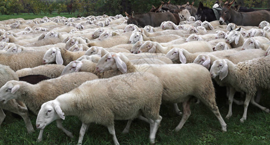 冬天羊群中有许多白羊图片
