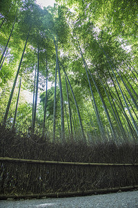 京都岚山竹林的细节图片