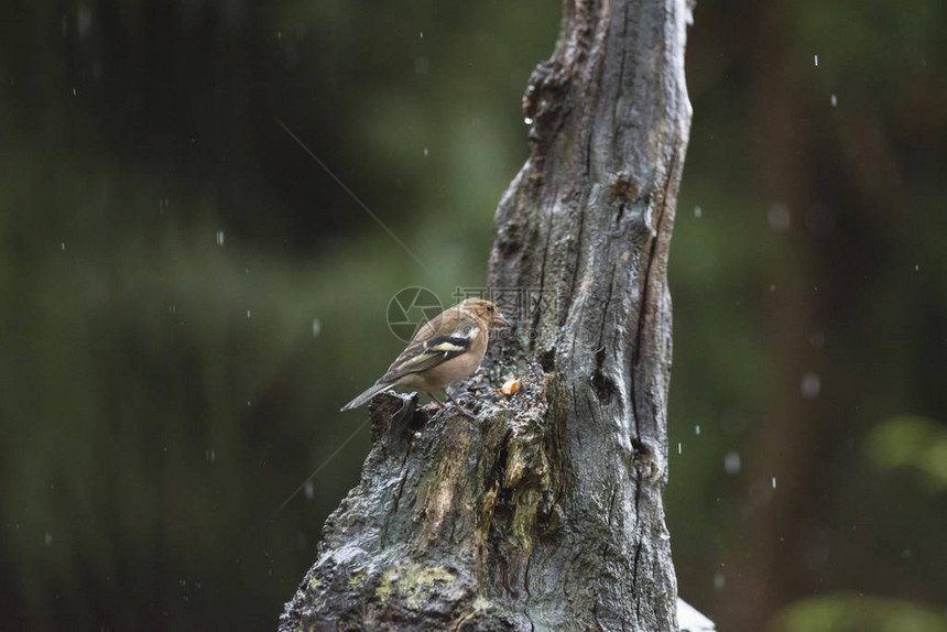 在雨中在树干上捕食常见的甘蔗fringillaco图片