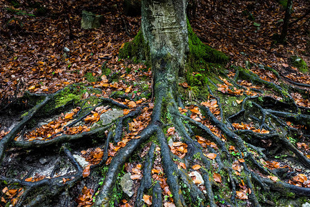 树根在地上树枝和树叶在山图片