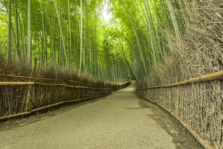 岚山竹林是京都的顶级景点之一图片