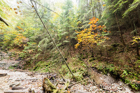 旅游足迹在迷雾的树林中有木板行道图片