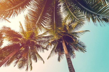 椰子棕榈树和海滩上的天空夏季沙滩图片