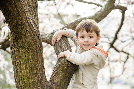 春天的幼儿男孩在花树附近微笑图片