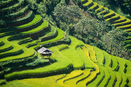 越南沙巴附近的梯田景观背景图片