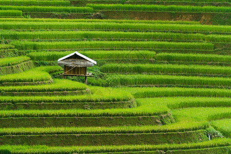 越南沙巴附近的梯田景观背景图片