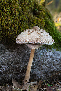 Mushroom在自然环图片