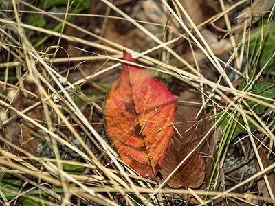 秋天森林里地上的树叶图片