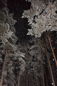 夜松林下大雪图片