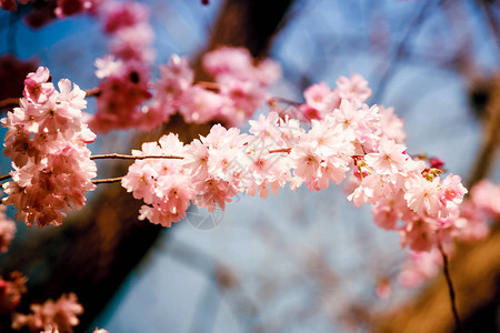 蓝色和粉红色的宽背景与樱花粉红色的春天开花背景图片