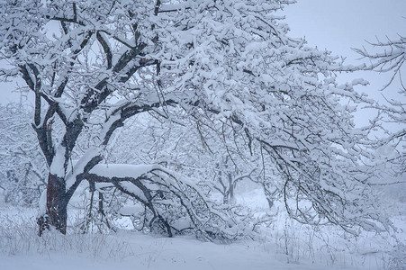 树木覆盖着雪冬天图片