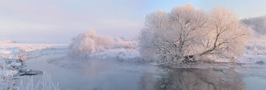 冬天早上的白树冬天日出全图片